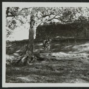 Magányos fa alatt magányos, romos szobor