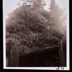 Hilltop with solitary trees