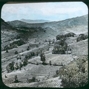 Paddy fields on the island of Ceylon