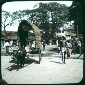 The covered zebu cart from Ceylon in Colombo
