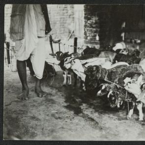 Áldozatra szánt kecskék eladása, Kolkata (Calcutta), Kalighat templom