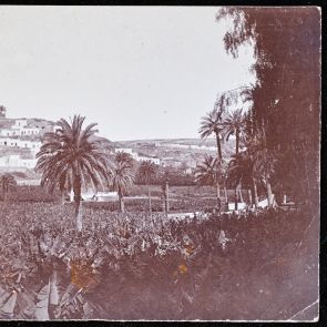 Banánültetvény, Kanári-szigetek (?)