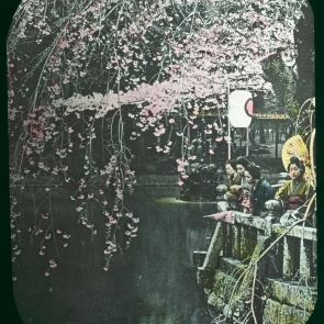 The bloom period of cherry blossom in Japan