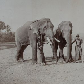 Ceylon elephants