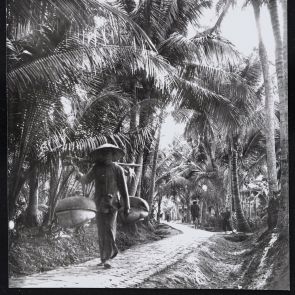 Road in the coconut palm grove
