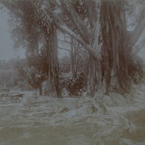 Peradeniya, Kancsukfa kúszó növényekkel