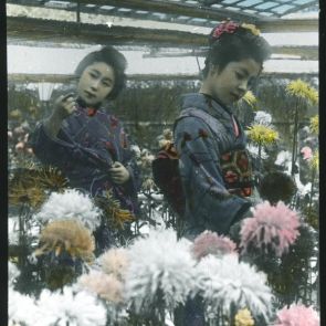 Chrysanthemum exhibition, Kobe