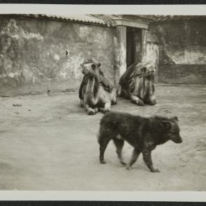 Kutya és két pihenő teve egy porta kopott bejáratánál