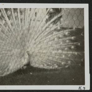 Fehér páva szemből, Peking