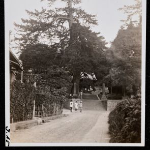 Giant tree towards the Hachimangu Shrine