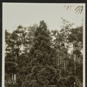 Evergreen trees in park, Momoyama