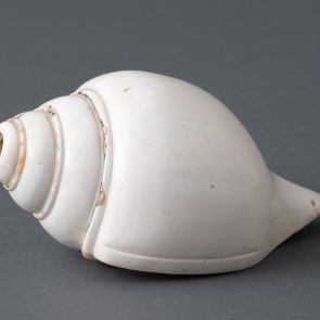 The body of a conch shell trumpet