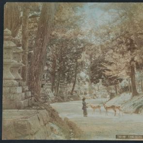 Gentle deer in the park of the Kasuga Shrine
