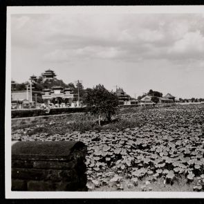 Császári palota körül a széles vizesárkot benőtte a lótusz, Peking