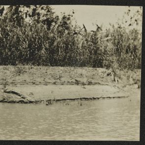 Crocodile on the shore, in the floodplain