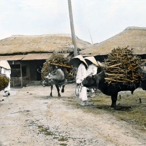 Teherhordó bikák Jemulpóban