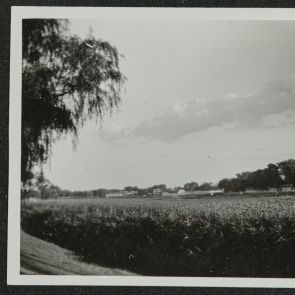 Virágzó lótuszok a nádas mögött, Nanhai park (Nanhaizi park), Peking