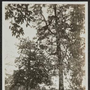 Famous trees in Ueno Park, Tokyo