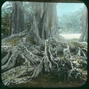 Root of rubber tree, Peradeniya, Botanic Garden
