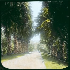 Peradeniya, Under the palm trees of the Botanic Garden