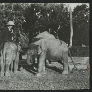 Elephant calves, Mysore (Mysuru)