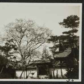 A „Goshin no Sakura„, egy híres cseresznyefa Kyotóban, Kyoto, 1936