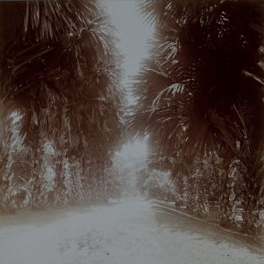 Palmyra avenue a botanikus kertben