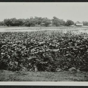 Tó lótuszokkal, Nanhai parkban (Nanhaizi park), Peking