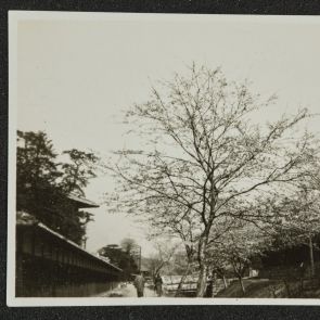 Blossoming cherry tree on the banks of a canal, Kyoto, 17.04.1936