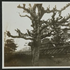 Tree with twisted branches next to the fence, Uji