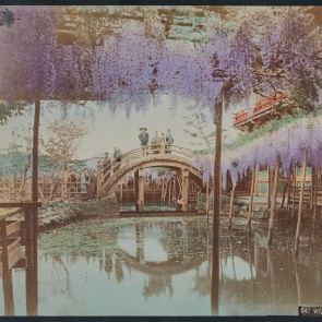 Kameido, Blooming purple acacias