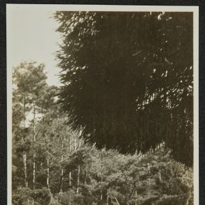 Napsütötte út, fenyők között, Momoyama